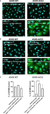 A cell-based, SARS-CoV-2 spike protein interaction assay to inform the neutralising capacity of recombinant and patient sera antibodies